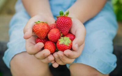 Fresh Strawberries Are Now Available!