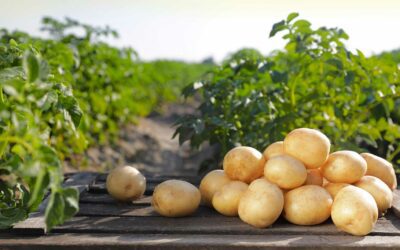 Fresh Potatoes Straight from our Fields