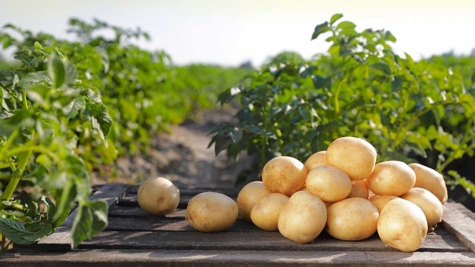 featuredimage-Fresh-Potatoes-Straight-from-our-Fields