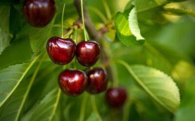 It’s finally cherry season!