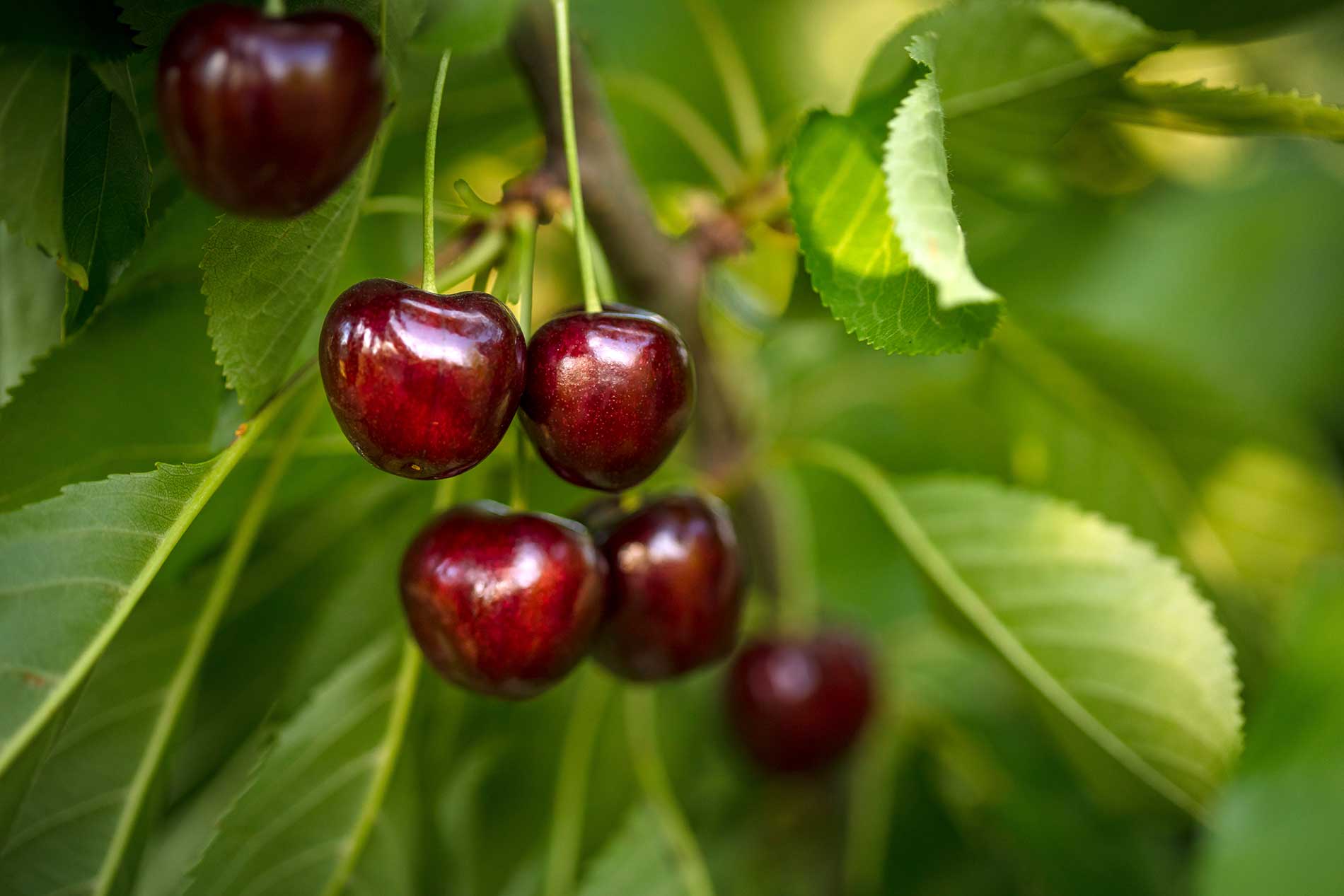featuredimage-It’s-finally-cherry-season