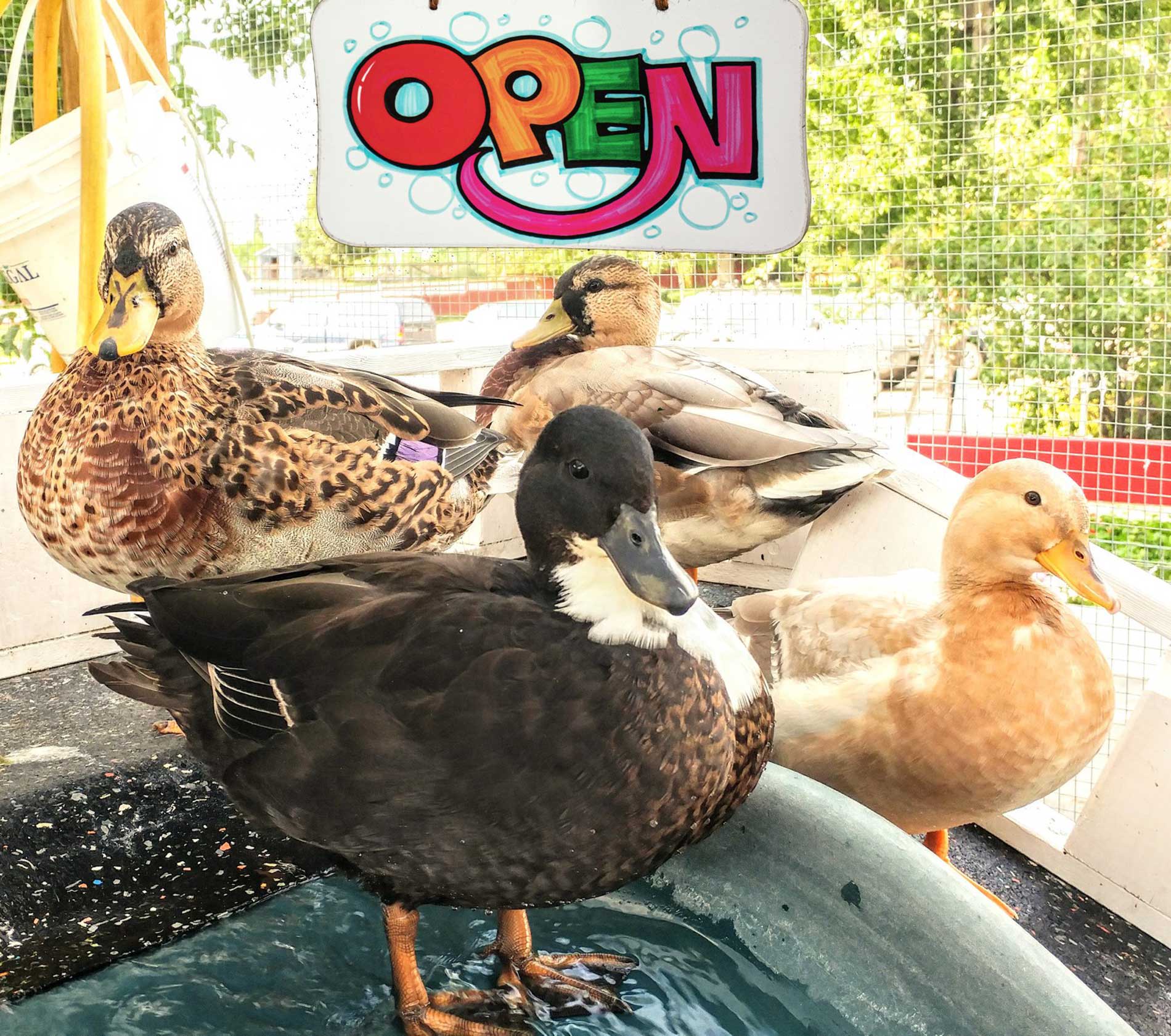 featuredimage-Our-Adventure-Farm